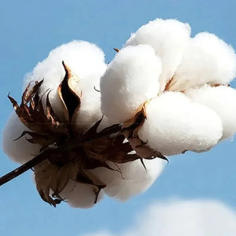 Bad Bunny hoodies (Debi Tirar Mas Fotos)