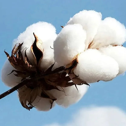 Bad Bunny hoodies (Debi Tirar Mas Fotos)